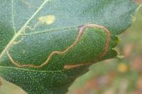 Lyonetia clerkella