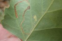Lyonetia clerkella