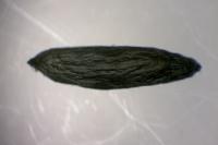 Phyllonorycter schreberella