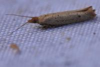 Ypsolopha ustella