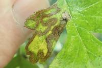 Stigmella oxyacanthella