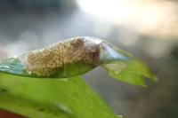 Phyllonorycter oxyacanthae