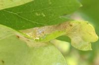 Phyllonorycter oxyacanthae