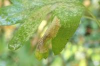 Phyllonorycter oxyacanthae
