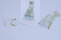 Caloptilia semifascia