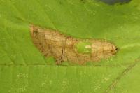 Phyllonorycter nicellii
