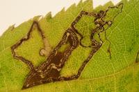 Stigmella floslactella