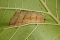 Phyllonorycter nicellii