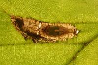 Phyllonorycter nicellii