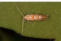 Phyllonorycter ilicifoliella