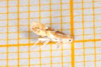 Phyllonorycter ilicifoliella
