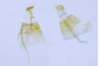 Phyllonorycter ilicifoliella