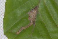 Stigmella hemargyrella