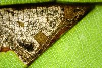 Stigmella hemargyrella