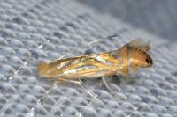 Phyllonorycter platani