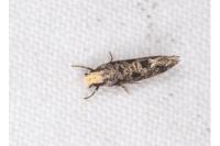 Nemapogon agenjoi