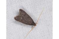 Eurodachtha siculella