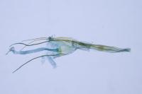 Nemapogon agenjoi