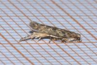 Tuta absoluta