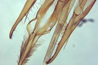 Teleiopsis bagriotella