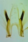 Teleiopsis bagriotella