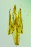 Teleiopsis bagriotella