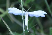 Pterophorus pentadactylus