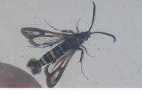 Bembecia iberica
