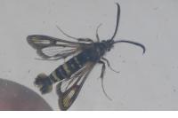 Bembecia iberica