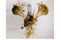 Parornix betulae