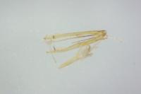 Phyllonorycter cerasicolella