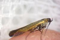 Coleophora alcyonipennella
