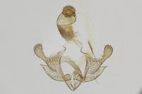 Coleophora struella