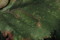 Stigmella sakhalinella