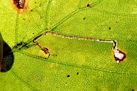 Stigmella sakhalinella