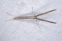 Agdistis