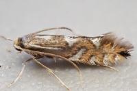 Phyllonorycter strigulatella