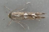 Phyllonorycter strigulatella