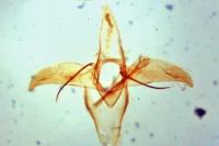 Phyllonorycter strigulatella