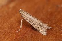 Metzneria hilarella