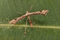 Platyptilia gonodactyla