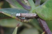 Pseudoswammerdamia combinella