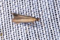 Coptotriche angusticollella