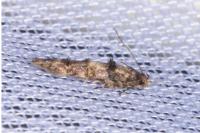 Sorhagenia janiszewskae
