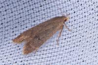 Anacampsis timidella