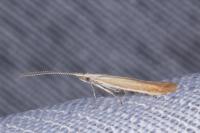 Coleophora discordella