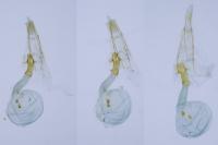 Sorhagenia janiszewskae