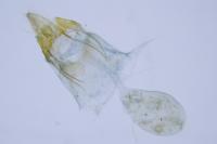 Anacampsis timidella