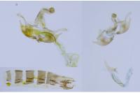 Coleophora discordella