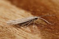 Coleophora dianthi